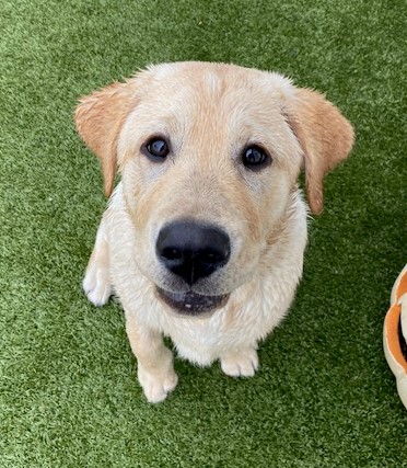 Calm Behavior Prevents Jumping - Canine Curiosity Dog Training